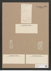Amphora contracta Grun. (de-Toni-Nr.: Genus 36, Species 1546) Zeichnungen Sammlung Grunow Nr. 2971 (NHMW-BOT-W0370335)